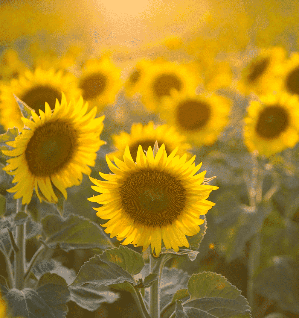 Sunflower-Background-Dr-Connie-Woythal